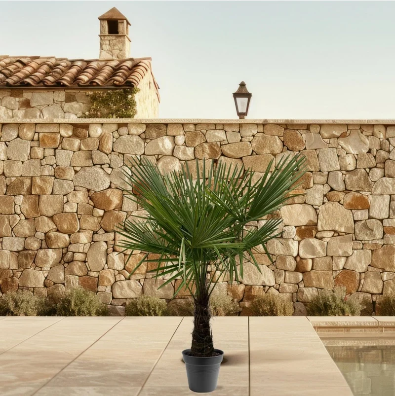 Hanfpalme kaufen – Trachycarpus fortunei 90–270 cm | winterhart