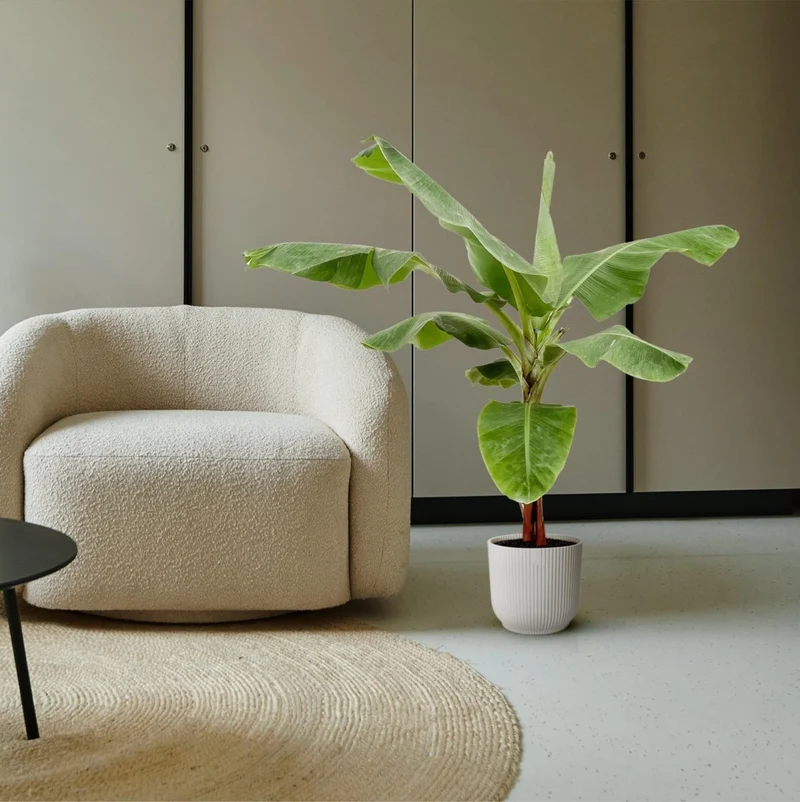 Musa Bananenpflanze – Exotisches Urlaubsfeeling für Zuhause