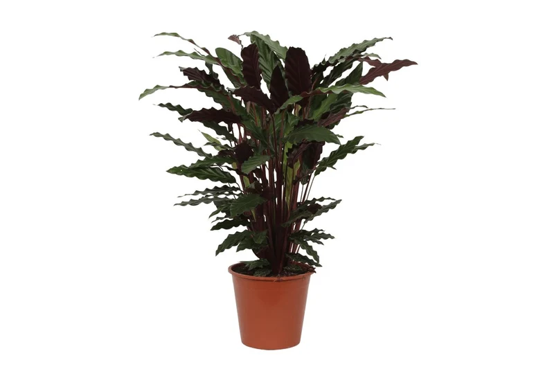 Calathea ‘Wavestar’ 80 cm | Korbmarante im Ø19 cm Topf – Pflegeleicht & Haustierfreundlich