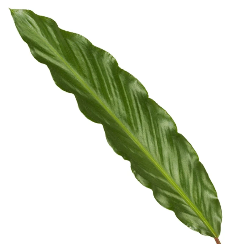 Calathea ‘Wavestar’ 80 cm | Korbmarante im Ø19 cm Topf – Pflegeleicht & Haustierfreundlich
