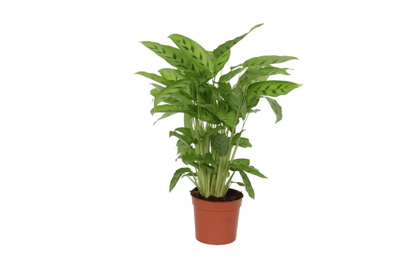 Calathea Leopardina 35 cm | Korbmarante im Ø12 cm Topf – Pflegeleicht & Haustierfreundlich