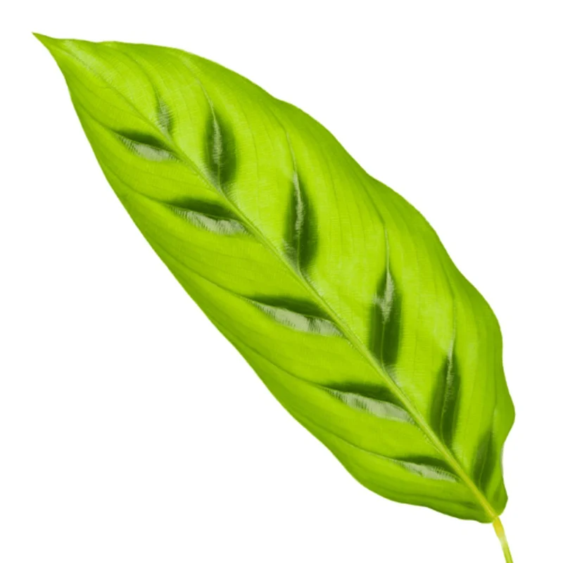 Calathea Leopardina 35 cm | Korbmarante im Ø12 cm Topf – Pflegeleicht & Haustierfreundlich