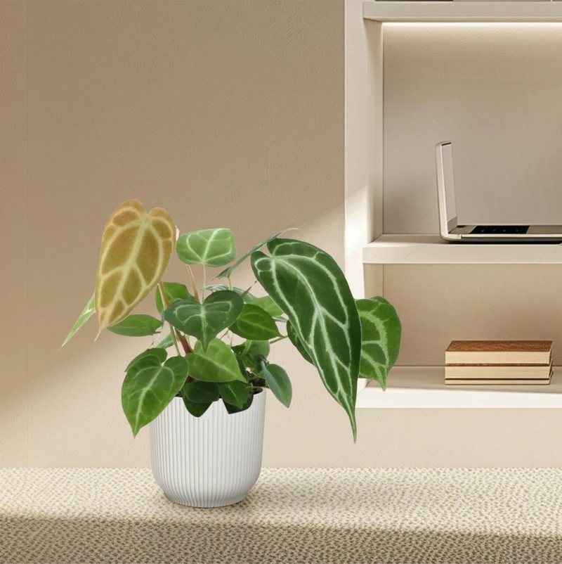 Anthurium crystallinum 35 cm | Seltene Samtpflanze im Ø12 cm Topf – Exklusive Rarität