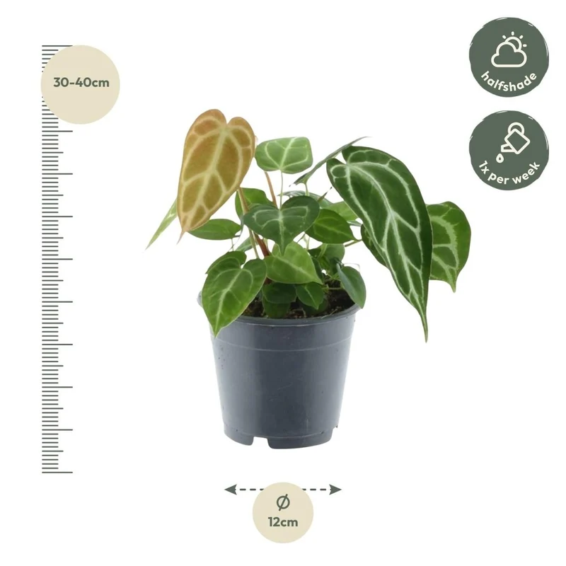 Anthurium crystallinum 35 cm | Seltene Samtpflanze im Ø12 cm Topf – Exklusive Rarität
