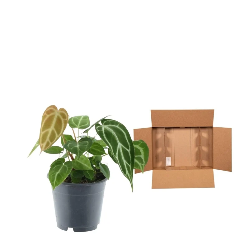 Anthurium crystallinum 35 cm | Seltene Samtpflanze im Ø12 cm Topf – Exklusive Rarität
