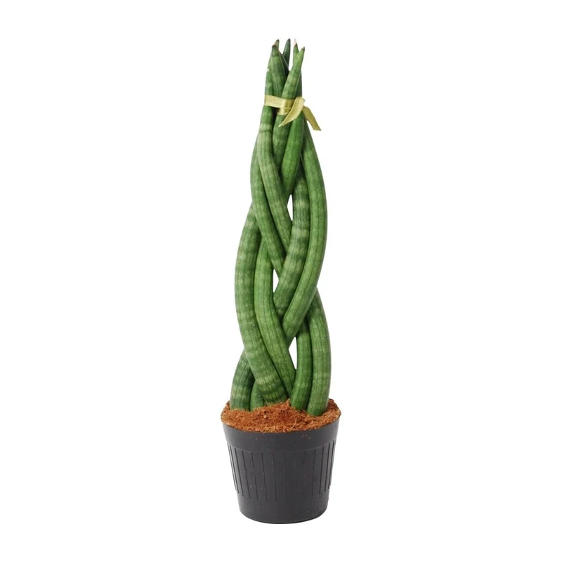 Sansevieria cylindrica ‘Twist’ – 40 cm Spiralen‑Bogenhanf