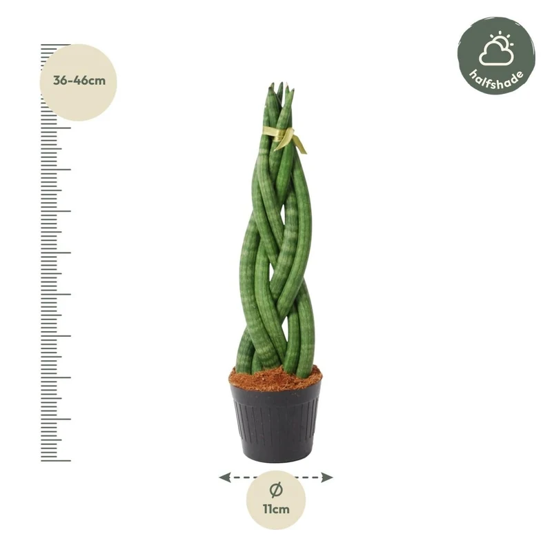 Sansevieria cylindrica ‘Twist’ – 40 cm Spiralen‑Bogenhanf