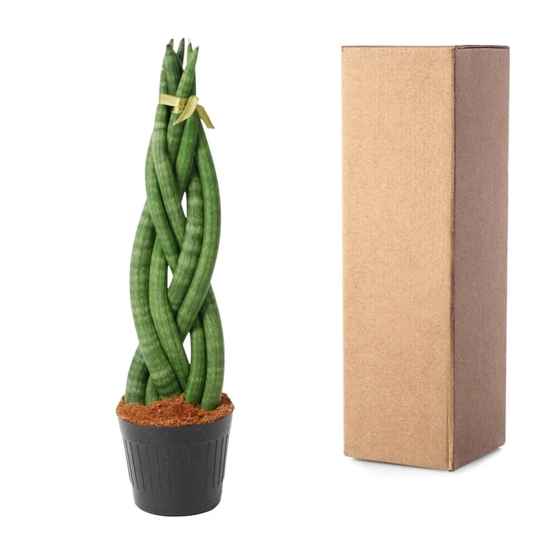 Sansevieria cylindrica ‘Twist’ – 40 cm Spiralen‑Bogenhanf
