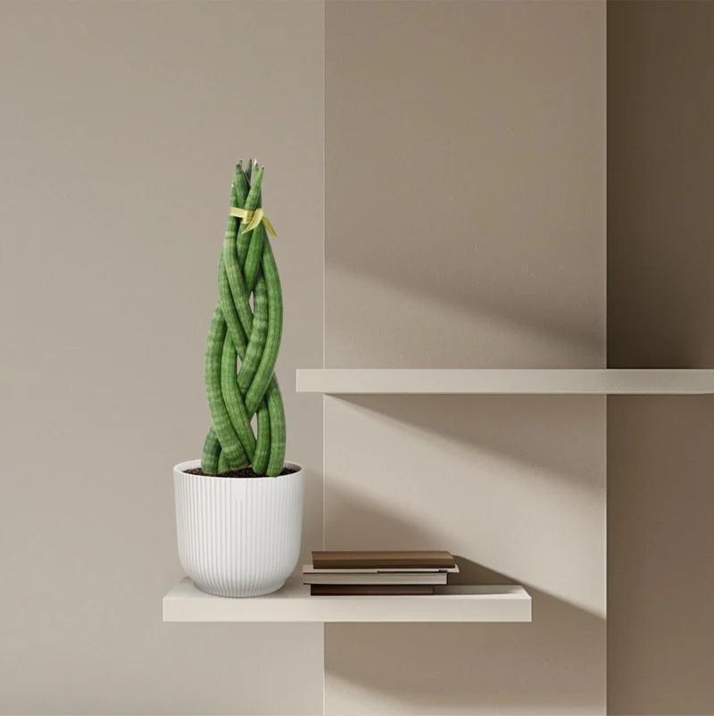 Sansevieria cylindrica ‘Twist’ – 40 cm Spiralen‑Bogenhanf