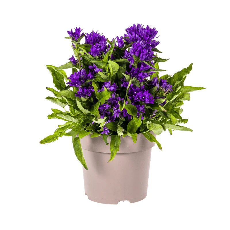Knäuel-Glockenblume ‘Genti Blue’ Ø 19 cm - Höhe 30-40 cm