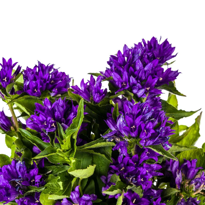 Knäuel-Glockenblume ‘Genti Blue’ Ø 19 cm - Höhe 30-40 cm