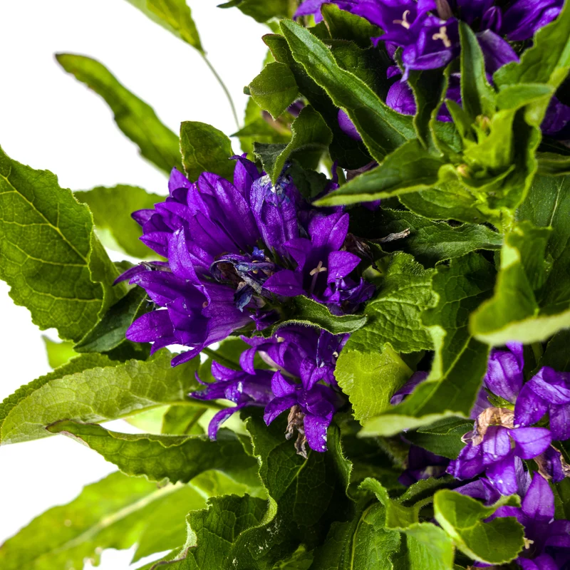 Knäuel-Glockenblume ‘Genti Blue’ Ø 19 cm - Höhe 30-40 cm