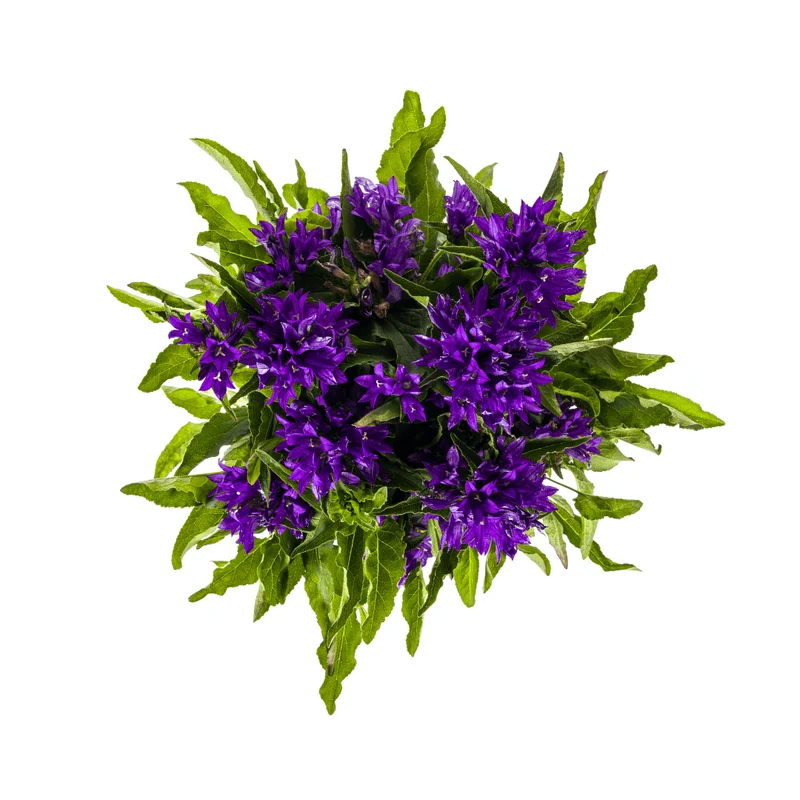 Knäuel-Glockenblume ‘Genti Blue’ Ø 19 cm - Höhe 30-40 cm