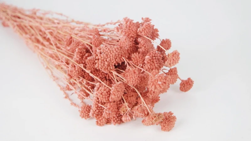 Achillea Silvestre getrocknet - 1 Bund - Altrosa