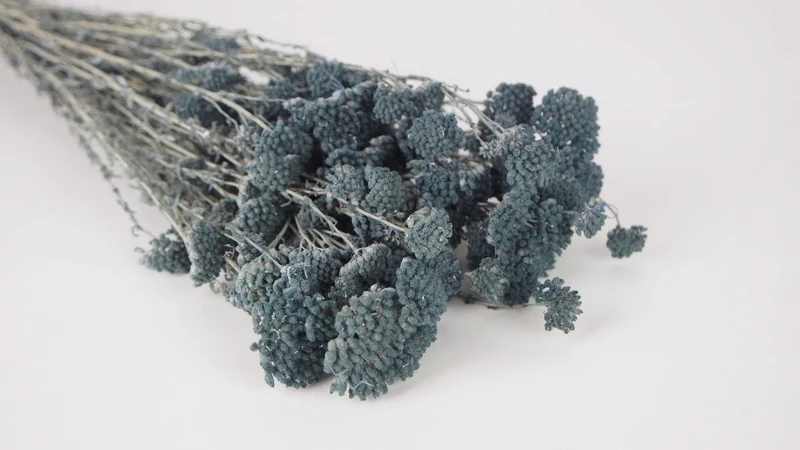 Achillea Silvestre getrocknet - 1 Bund - Blaugrau