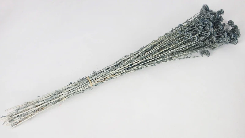 Achillea Silvestre getrocknet - 1 Bund - Blaugrau