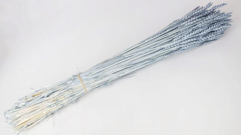 Weizen getrocknet - 1 Bund - Blaugrau