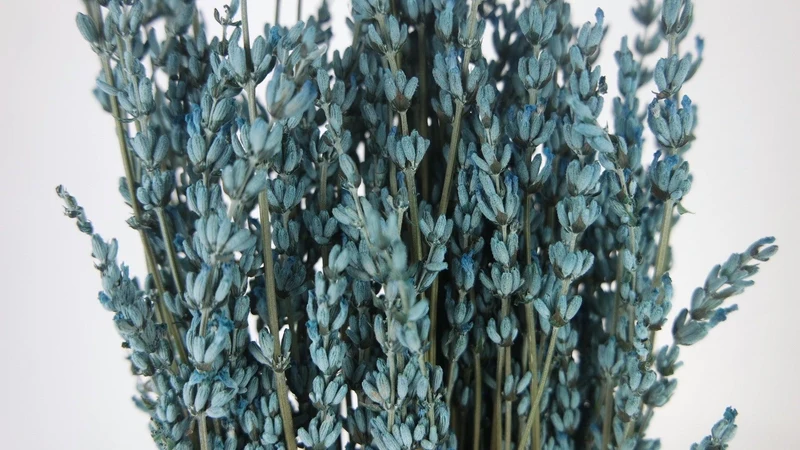 Stabilisierter Lavendel - 1 Bund - Blaugrau
