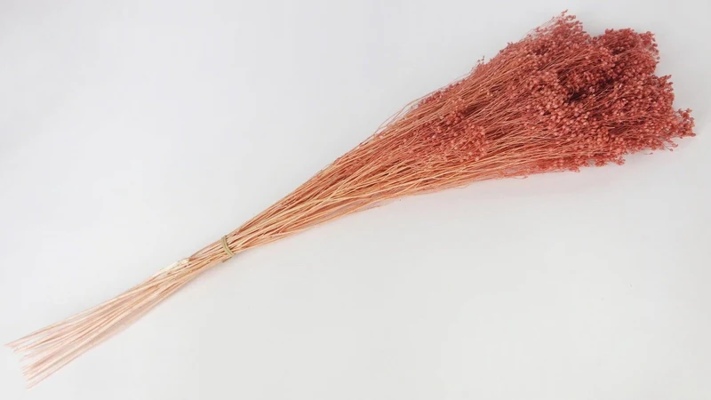 Broom Bloom konserviert - 1 Bund - Altrosa