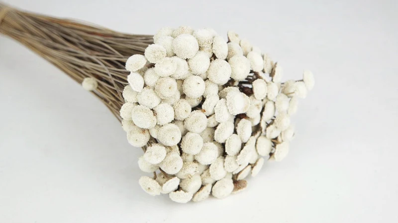 Botao - 1 Bund - Naturfarbe