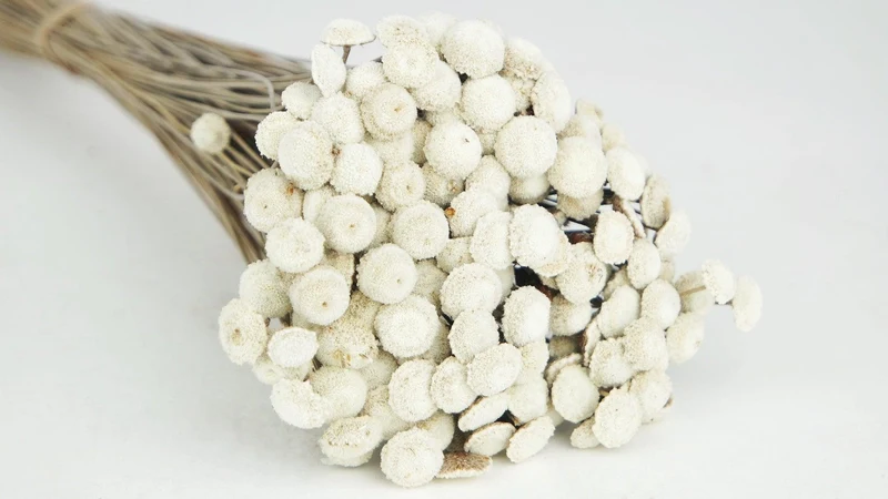 Botao - 1 Bund - Naturfarbe