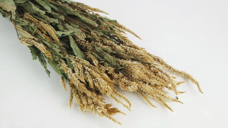 Celosia Plumosa getrocknet - 1 Bund - Beige