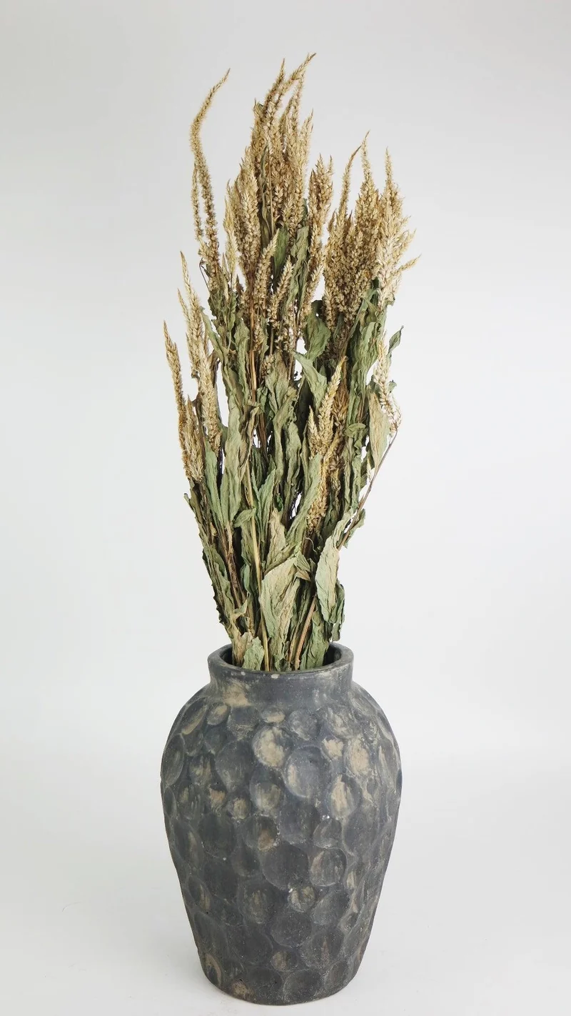Celosia Plumosa getrocknet - 1 Bund - Beige