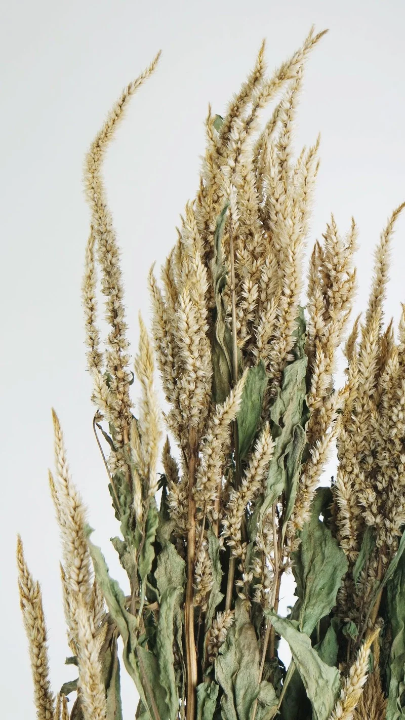 Celosia Plumosa getrocknet - 1 Bund - Beige