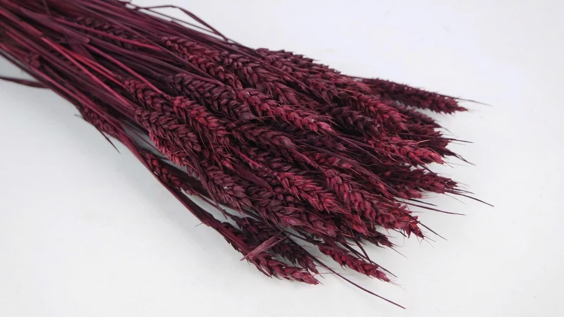 Weizen getrocknet - 1 Bund - Berry