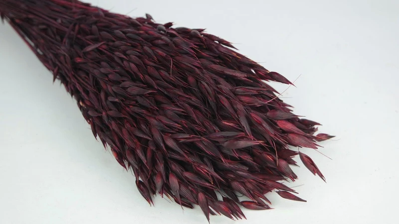 Hafer getrocknet - 1 Bund - Berry
