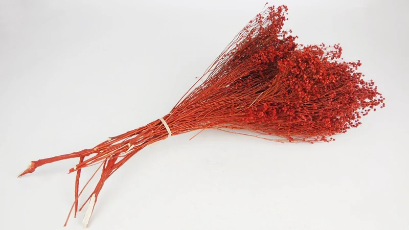 Broom Bloom getrocknet - 1 Strauß - Siana