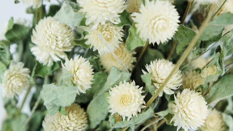 Gomphrena - 1 Bund - Naturfarbe Vanille