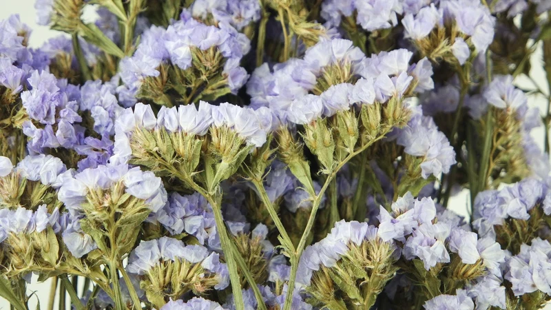 Statice getrocknet - 1 Strauß - Naturfarbe violett