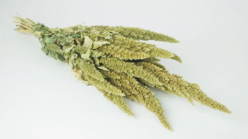 Amarant mit Stängel getrocknet - 1 Strauß - Naturfarbe grün