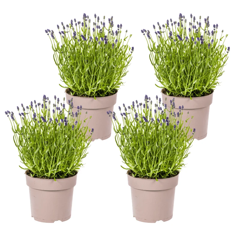 Echter Lavendel kaufen – Lavandula angustifolia | 4er-Set Ø 19 cm, duftend & bienenfreundlich