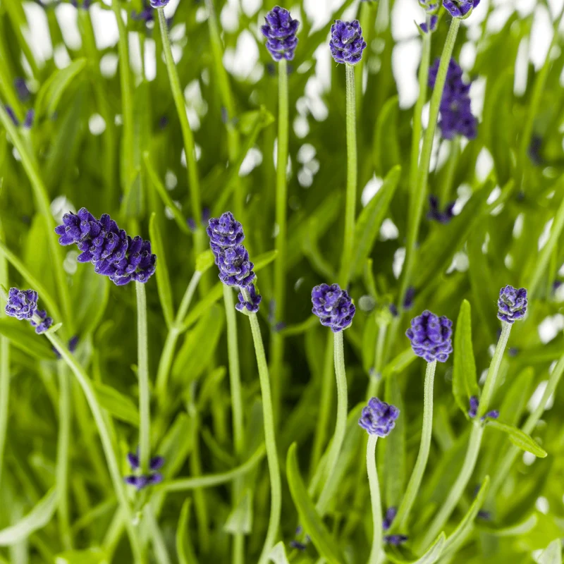 Echter Lavendel kaufen – Lavandula angustifolia | 4er-Set Ø 19 cm, duftend & bienenfreundlich