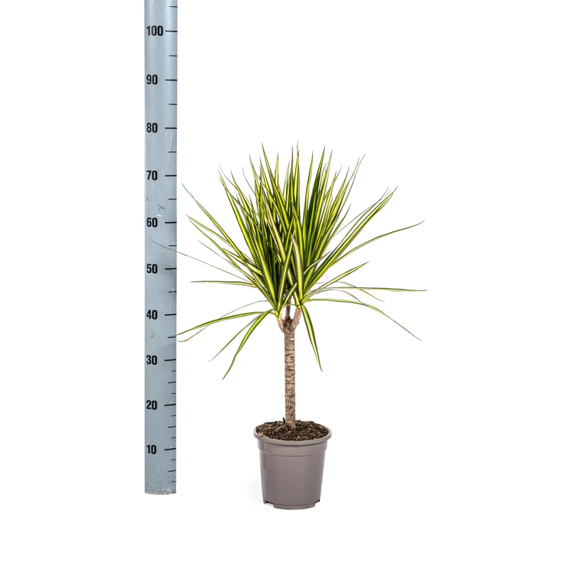 Dracaena Marginata Sunray Ø 17 cm - Höhe 60-80 cm