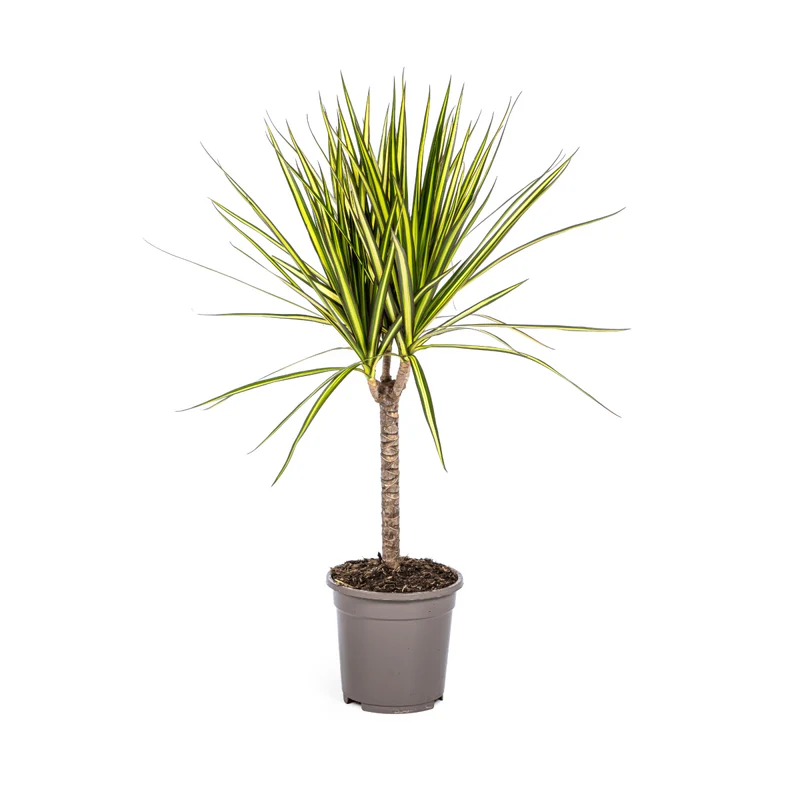 Dracaena Marginata Sunray Ø 17 cm - Höhe 60-80 cm
