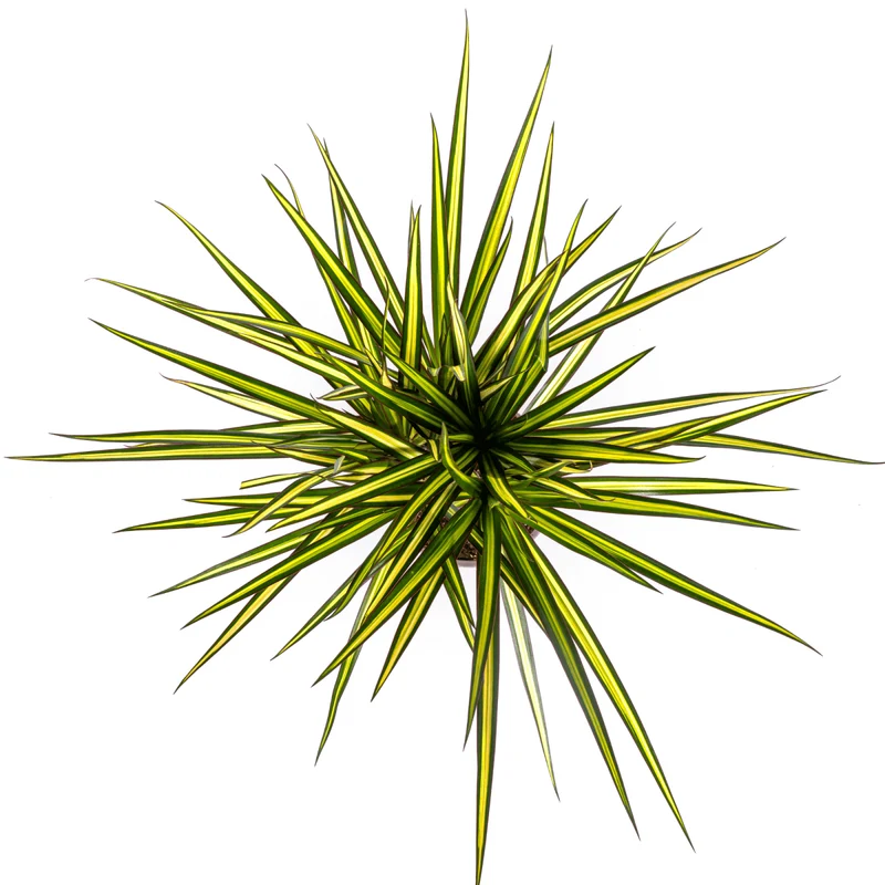 Dracaena Marginata Sunray Ø 17 cm - Höhe 60-80 cm