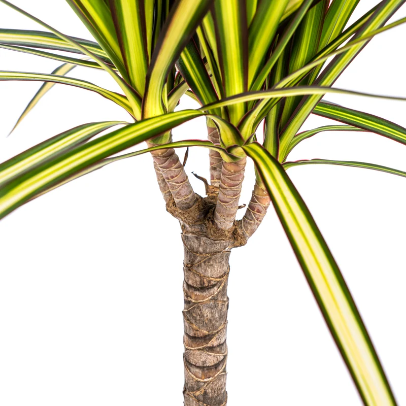 Dracaena Marginata Sunray Ø 17 cm - Höhe 60-80 cm