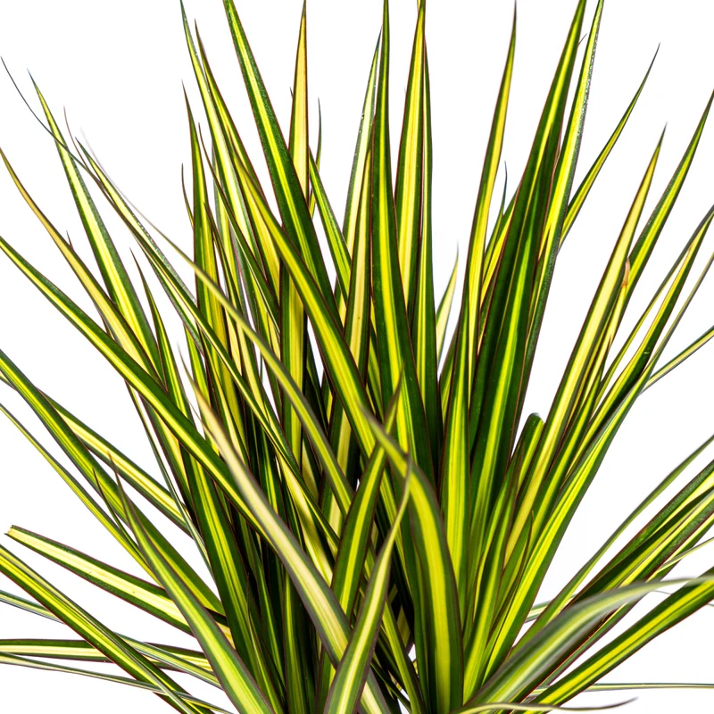 Dracaena Marginata Sunray Ø 17 cm - Höhe 60-80 cm