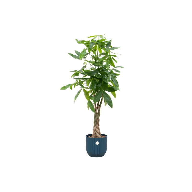 Pachira aquatica 160 cm | Glückskastanie im Ø30 cm Topf mit verschiedenen Übertöpfen