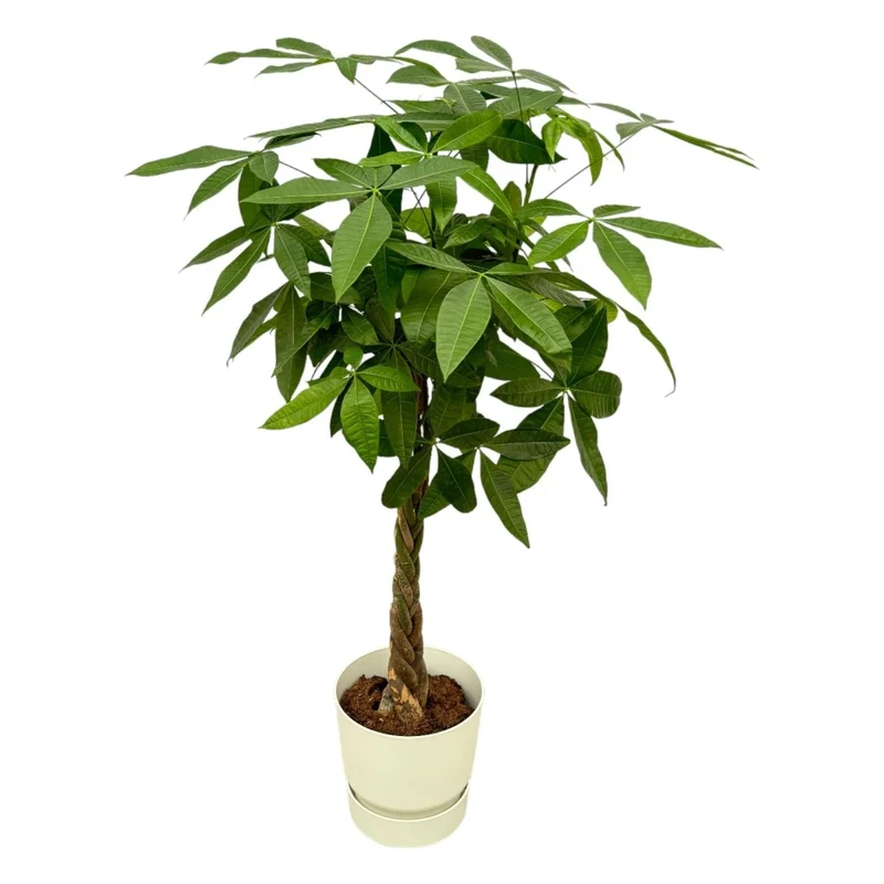 Pachira aquatica 160 cm | Glückskastanie im Ø30 cm Topf mit verschiedenen Übertöpfen