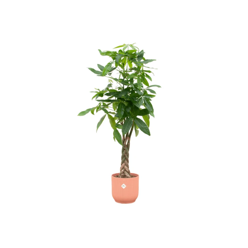 Pachira aquatica 160 cm | Glückskastanie im Ø30 cm Topf mit verschiedenen Übertöpfen