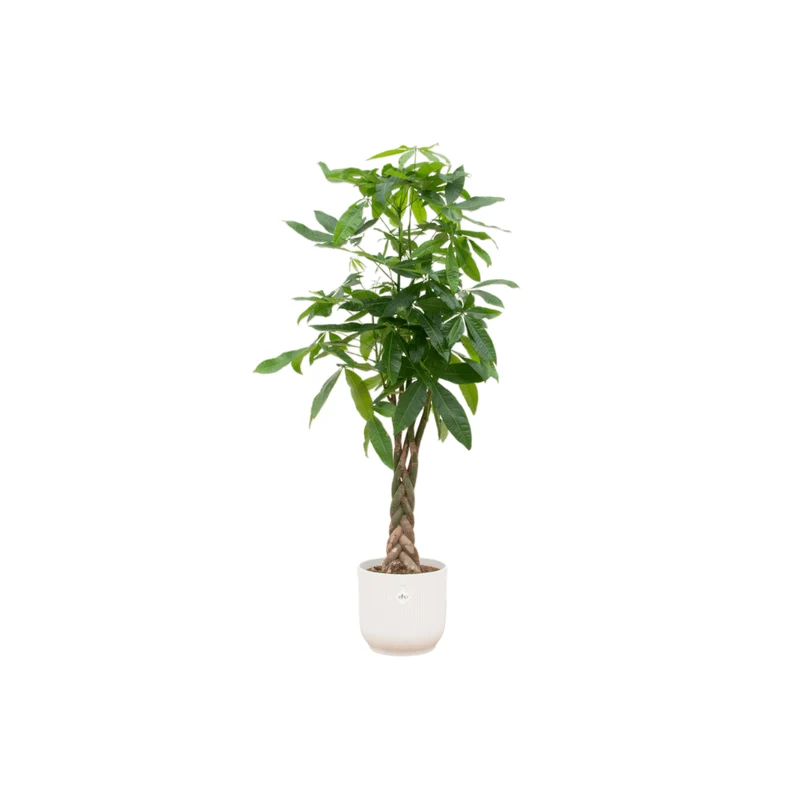 Pachira aquatica 160 cm | Glückskastanie im Ø30 cm Topf mit verschiedenen Übertöpfen