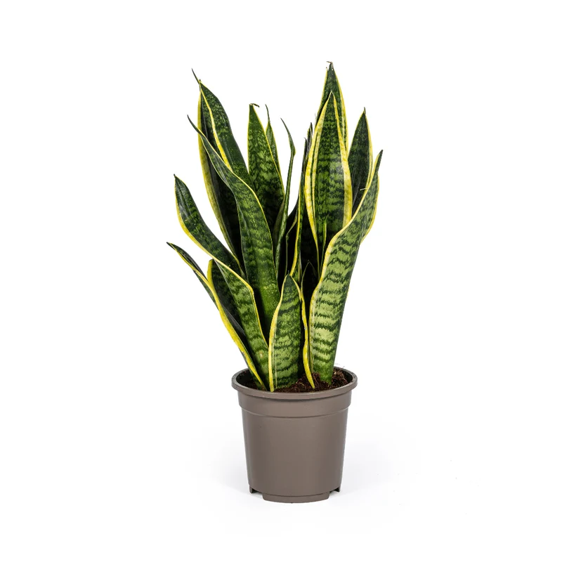 Sansevieria Futura Superba | 45–55 cm Bogenhanf