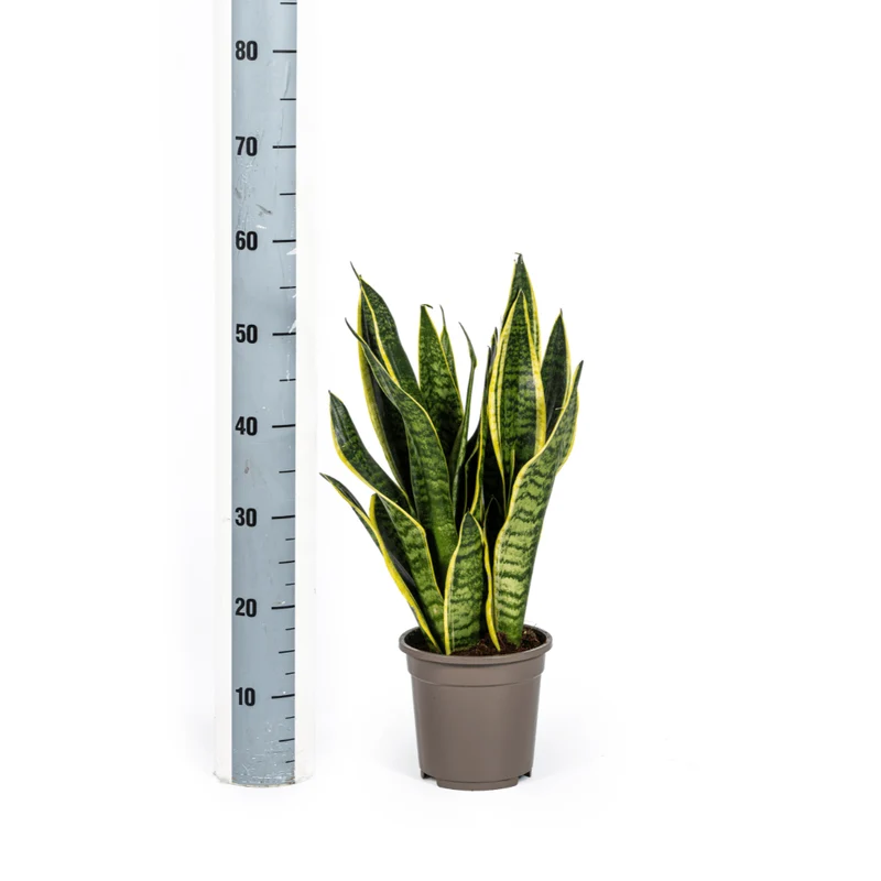 Sansevieria Futura Superba | 45–55 cm Bogenhanf