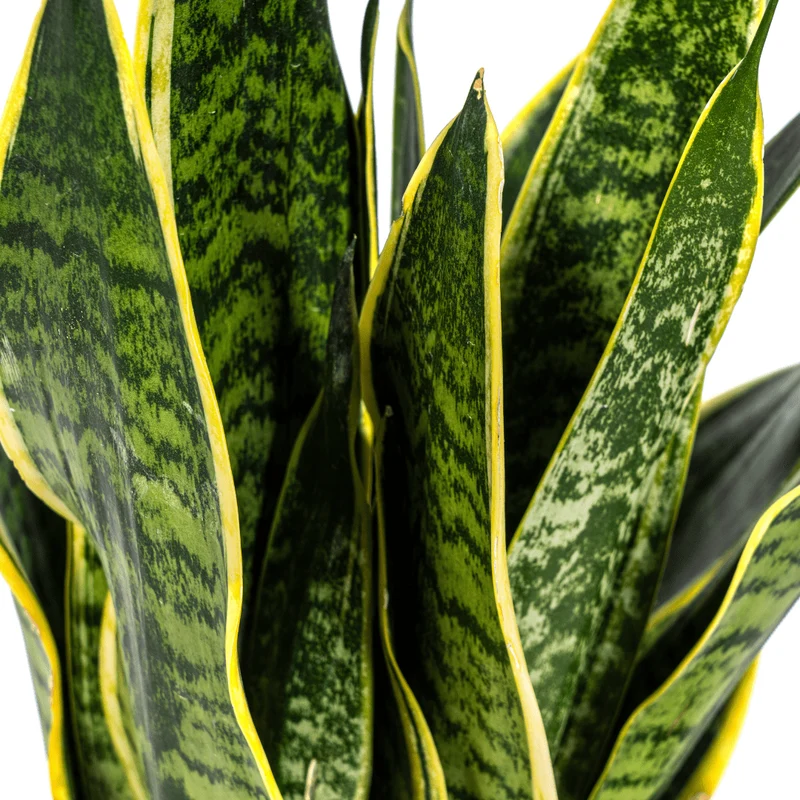 Sansevieria Futura Superba | 45–55 cm Bogenhanf