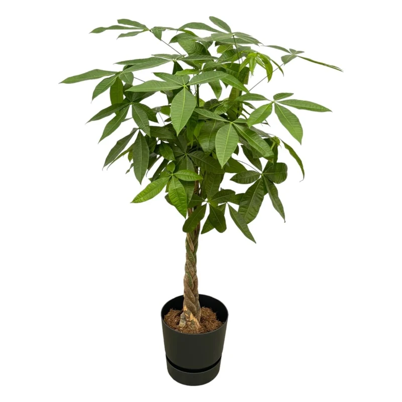 Pachira aquatica 140 cm | Glückskastanie im Ø30 cm Topf mit verschiedenen Übertöpfen