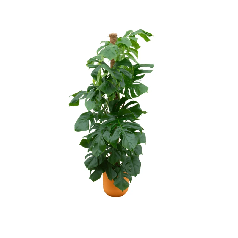 Monstera kaufen – Monstera Pertusum XL im Topf, ca. 120 cm